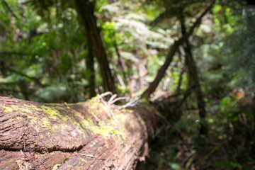 Liegender Baum