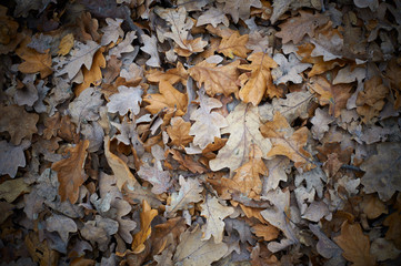 autumn leaves on the ground