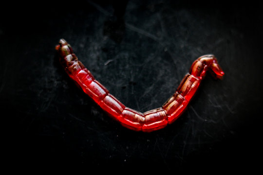 Rote Jumbo M&uuml;ckenlarven, Fischfutter 