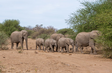 Fototapeta na wymiar African Elephant Family