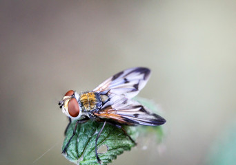 Fliege, Fliegen, Insekten