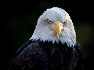 Bald Eagle Close Up