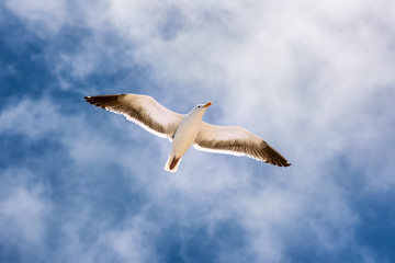 Seagull in Flight through a Cloudy Sky 3