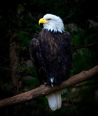 Bald Eagle Adult sitting on tree limb