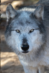 Fototapeta premium Gray Wolf Close up of face