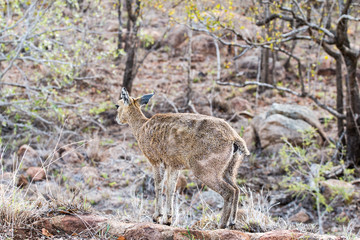 Südafrika Reise Tiere