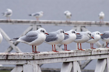 seagulls on the pier
