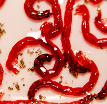 Rote Jumbo M&uuml;ckenlarven, Fischfutter 