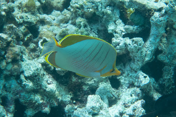 Obraz na płótnie Canvas Colorful tropical fish underwater in a lagoon