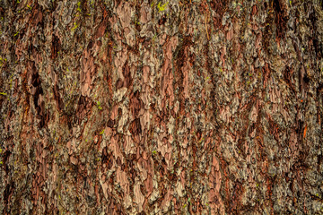 Ponderosa Pine-Wood texture and background