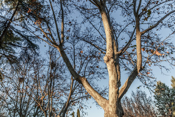 View of the branches of a tree in the autumn season