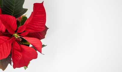Close up of red poinsettia on a white background with copy space