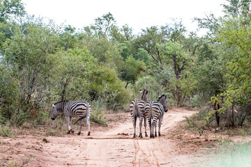 S&uuml;dafrika Reise