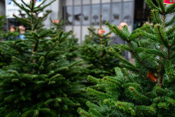 Christmas trees in pots for sale - 235531966