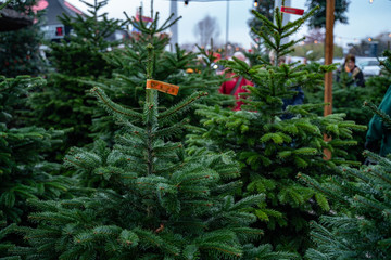 Christmas trees in pots for sale - 235531996