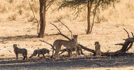 Geparden Familie © Sascha