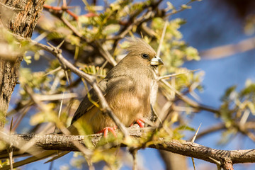 Weißrückenmausvogel