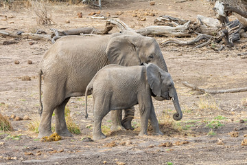 African Elephant Mother And Calf