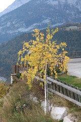 Gelber Baum