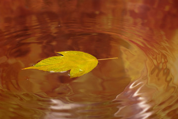 Autumn background. Yellow leaf lies on the surface of the water