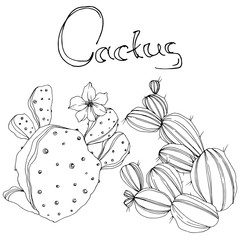 Vector Cactus. Floral botanical flower. Black and white engraved ink art. Isolated cacti illustration element.