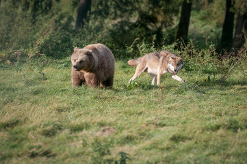 Fototapeta na wymiar Wolf und Bär