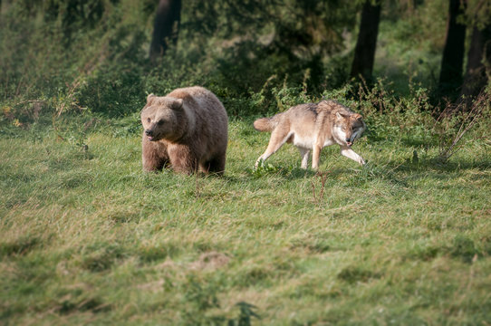 Fototapeta Wolf und Bär