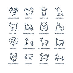 Havanese dog, Hovawart Husky Irish Setter Terrier Mexican Hairle