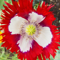Danish flag poppy