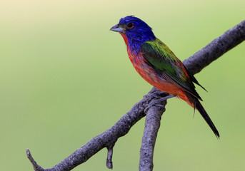 Painted Bunting with Wet Feathers