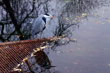 Grey heron relaxing by the lake early in the morning