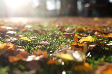 fallen autumn yellow leaf against the sun