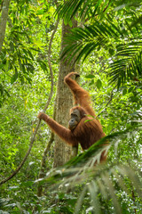 Sumatran Orang-utan - Pongo abelii, hominid primate from Sumatran forests, Indonesia. © David