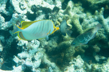 Underwater coral tropical fish scene
