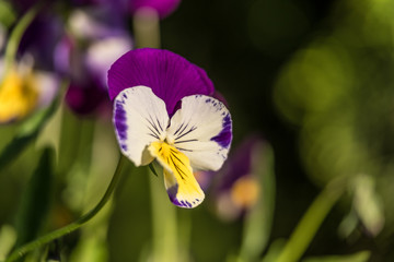Spring flowers of purple color close up