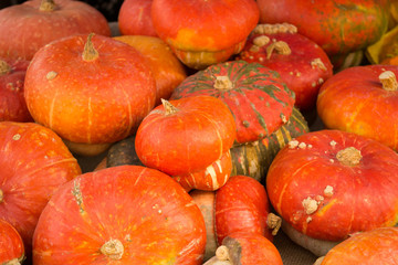 Gruppo di zucche  forma di fungo