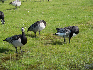 Goose and goslings. Goose snuggles goslings