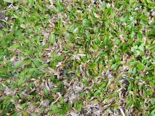 Plant texture background. Good use for any texture design you want.