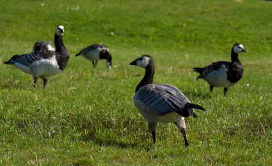 Goose and goslings. Goose snuggles goslings