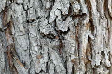 close up of tree bark texture background.