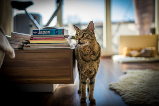Photo of a Savannah cat