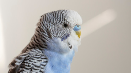 A blue wavy parrot sits on a cage