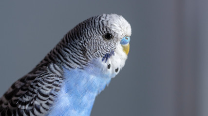 A blue wavy parrot sits on a cage