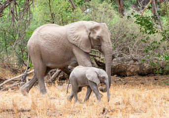 Obraz na płótnie Canvas African Elephant Mother And Calf