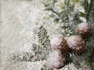 Picturesque branch of fir with cones covered with white snow