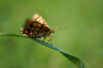 Gitterspanner / Kleespanner / Kleekräuterrasen-Gitterstriemenspanner 