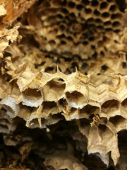 hornissennest im vogelnistkasten