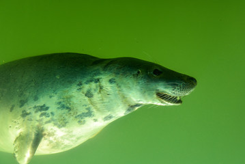 Fototapeta premium Zobacz przez podwodne okno pływającej foki w zielonej wodzie jako atrakcja turystyczna