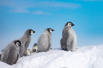 Emperor Penguin chicks, Snow Hill, Antarctica. 