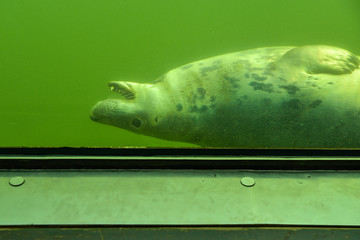 Fototapeta premium Zobacz przez podwodne okno pływającej foki w zielonej wodzie jako atrakcja turystyczna